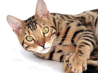 Chat bengal